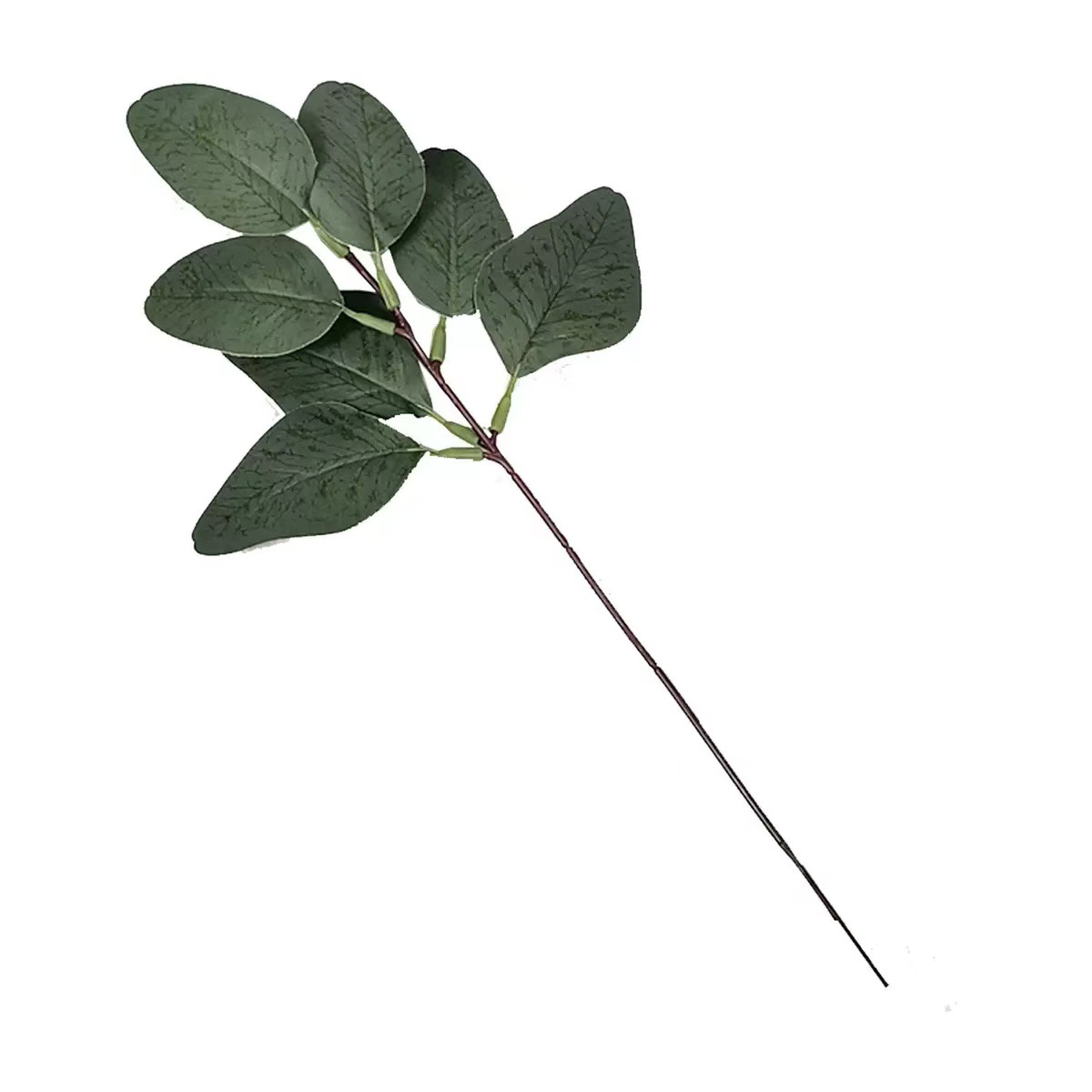 Pointed leaf eucalyptus 32cm
