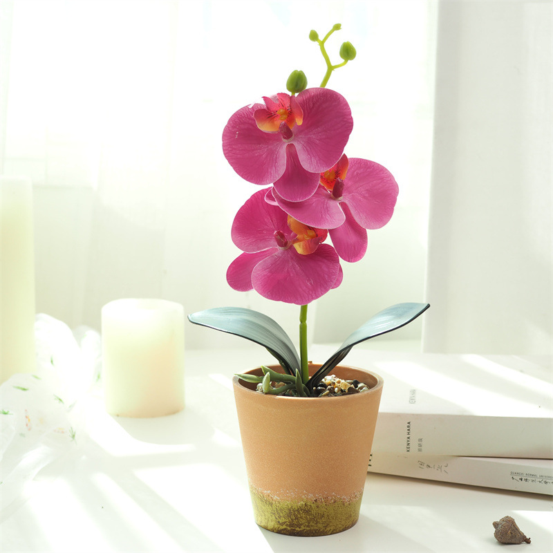 Pourpre