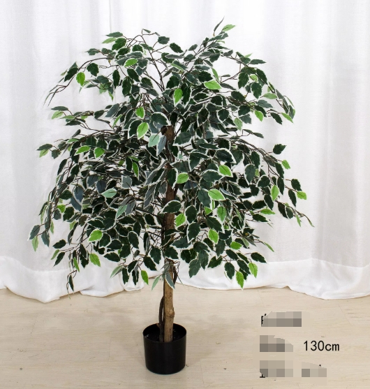 Árbol de baniano de borde blanco