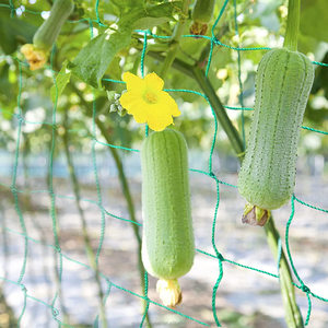 Il traliccio vegetale per piselli è un'alternativa conveniente alla rete rampicante di supporto per piante in rete metallica tradizionale - Product Image 6