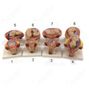 PVC Human Development Process Model for Embryo and <strong>Fetus</strong> Pregnancy Model - Product Image 1