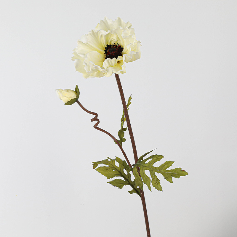 Pu une fleur un bourgeon gros coquelicot-blanc de lait d'automne