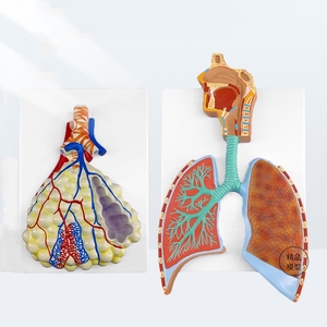 Tıp bilimi İnsan anatomik modeli pulmoner solunum ve dolaşım sistemi Model beyin - Product Image 1