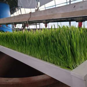 מיכל נבט fodder בעלי חיים אוטומטי/מערכת גידול שעורה הידרופונית עם מגשי ערוצים ירוקים