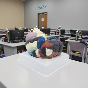 Mô hình giải phẫu Kích thước cuộc sống khu vực 2 phần não người plastinated Mô hình giải phẫu Mô hình giải phẫu và y tế - Product Image 2