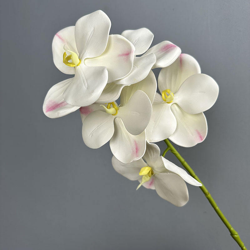 Branchlets Vandaïens Blancs à Cinq Têtes