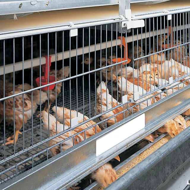 Tedarik ırkları Broiler tavuk Factoryfeatherchicken Cacrystalcospringive Prwomenarms düşük tel karbon çelik 30 Years'original