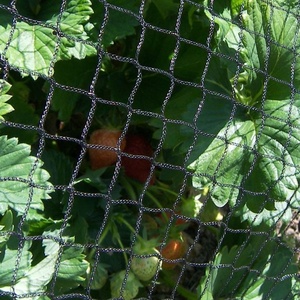 Polietilene agricolo ad alta densità Anti reticolato ortaggi vegetali fitosanitari a rete per laghetto di frutta - Product Image 3