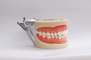 32pcs <strong>Tooth</strong> Model Dental Teaching Model Student Preparation <strong>Tooth</strong> Soft Gum <strong>Fixed</strong> Screw Exam Model - Product Image 4