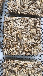 7oz siyah yağ ayçiçeği STACKER kek yabani kuş için