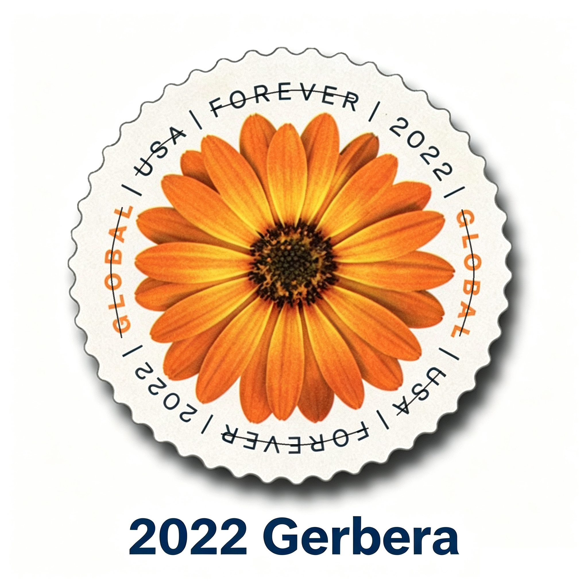 Yellow 2022 Gerbera Daisy500374-D2-33-22HZJ