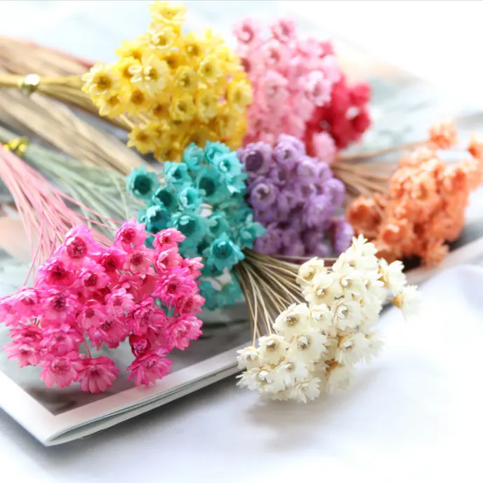 N-086 doğal kuru çiçekler brezilyalı küçük yıldız papatya dekoratif mini kurutulmuş çiçek düğün buketi çiçek aranjmanları zanaat