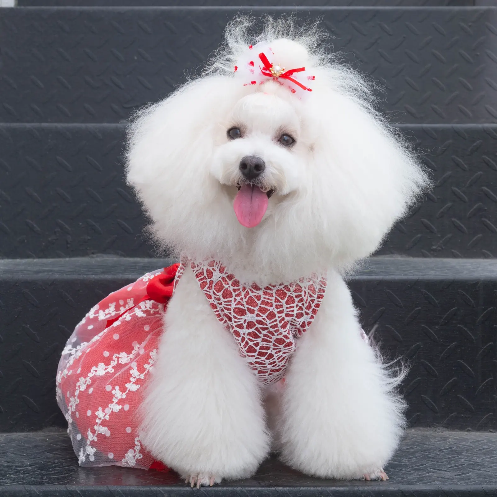 Cute Bone Günstige Fabrik Preis Mode Design Farbe Hund Outfits Mesh Hund Röcke Sommer Welpen kleid für Party