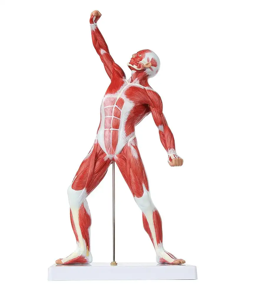 GelsonLab HSBM-152 músculo humano figura 50cm Mini sistema Muscular modelo ha músculo Superficial de la anatomía y la estructura del cuerpo