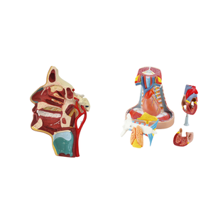 ADA Medical Mouth, Nose, Pharynx, and <strong>Larynx</strong> Medial Vascular <strong>Nerve</strong> Model and Adult Mediastinal Model for Students to Learning - Product Image 1