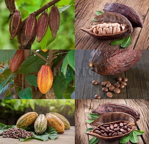 Trilladora de vainas de cacao Máquina para romper vainas de Cacao/Máquina de detección de granos de cacao/Máquina separadora de granos de cacao - Product Image 2