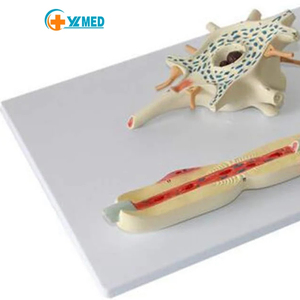 Modelo anatómico de la ciencia médica, cuerpo de célula de neurona humana y estructura de fibra nerviosa, modelo ampliado, experimento, recurso de enseñanza - Product Image 1