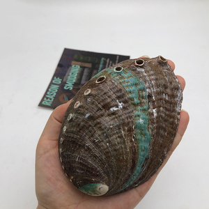 CELION Abalone kabuk temiz deniz kabukları çin'den doğal ev dekorasyon çevre dostu karton dini avrupa deniz kabuğu 20 adet - Product Image 1