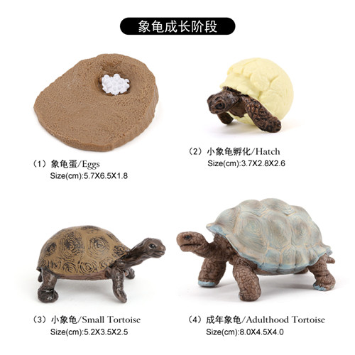 2421 Cycle de vie de la tortue géante des Galapagos