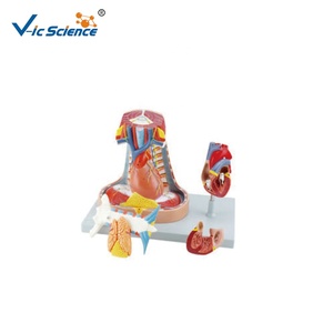 Y tế giảng dạy AIDS mô hình con người <span class=keywords><strong>mediastinum</strong></span> vách ngăn giải phẫu giáo dục mô hình cho y tế khoa học cơ thể con người giải phẫu mô hình - Product Image 1