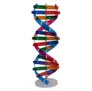 DNA kiti öz çift sarmal Model seti montaj DNA ekran standı çift sarmal modeli insan genleri eğitici oyuncak biyolojik öğretim - Product Image 4