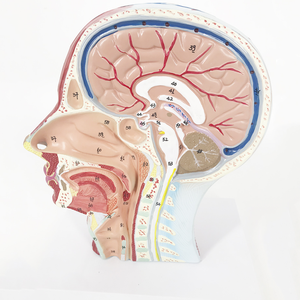 BMN/H011 Model of <strong>Nerve</strong> Attached to Blood Vessels in the <strong>Median</strong> Sagittal Section of the Head for Medical Science - Product Image 4