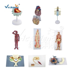 แบบจำลองเซลล์ประสาทยนต์กายวิภาคของมนุษย์สำหรับการสอนทางการแพทย์ - Product Image 3