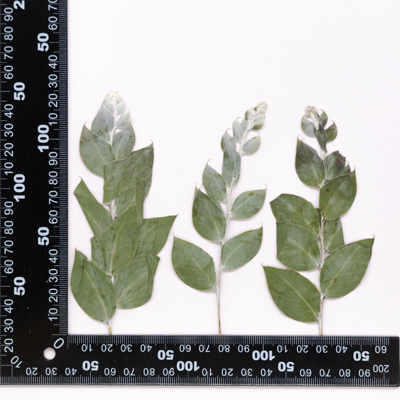 MH720 Jinhehuanzhi Vert naturel