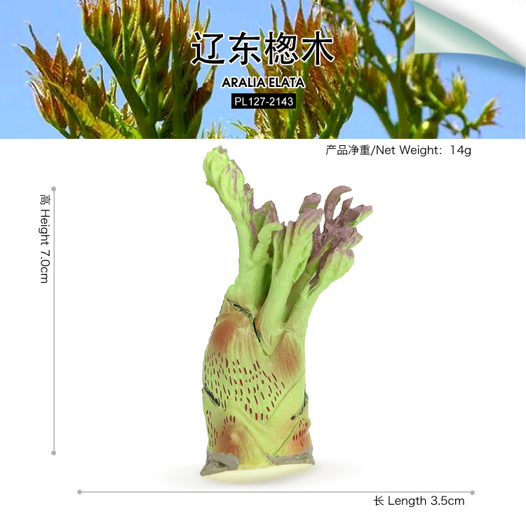 2143 Aralia elata Angelica tree