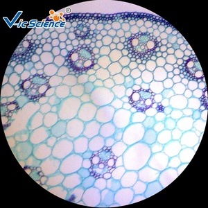 Toboganes para enseñanza de plantas, microscopio para preparación de planta, 100% - Product Image 3