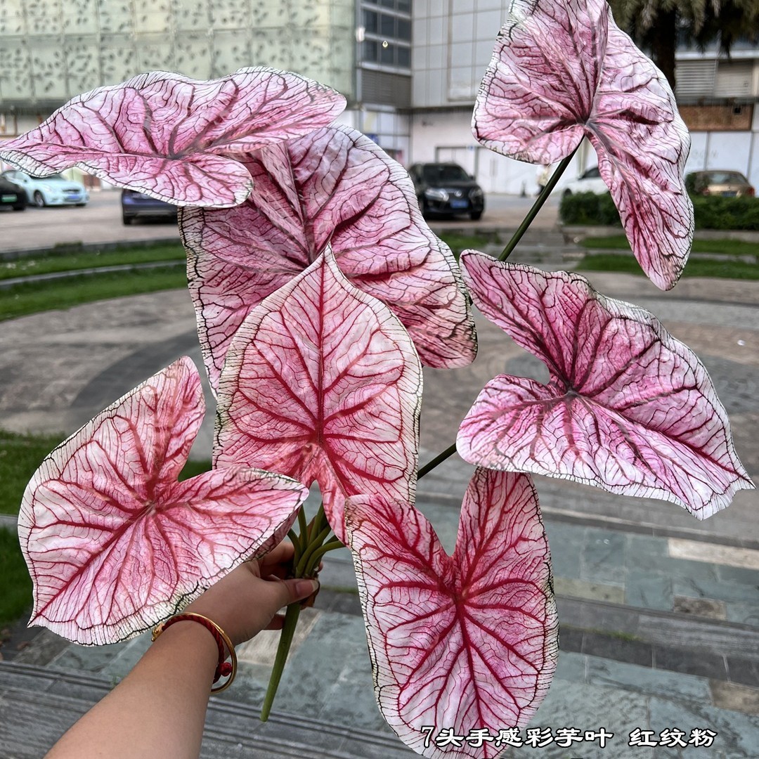 Hojas de taro de color con tacto de 7 cabezas