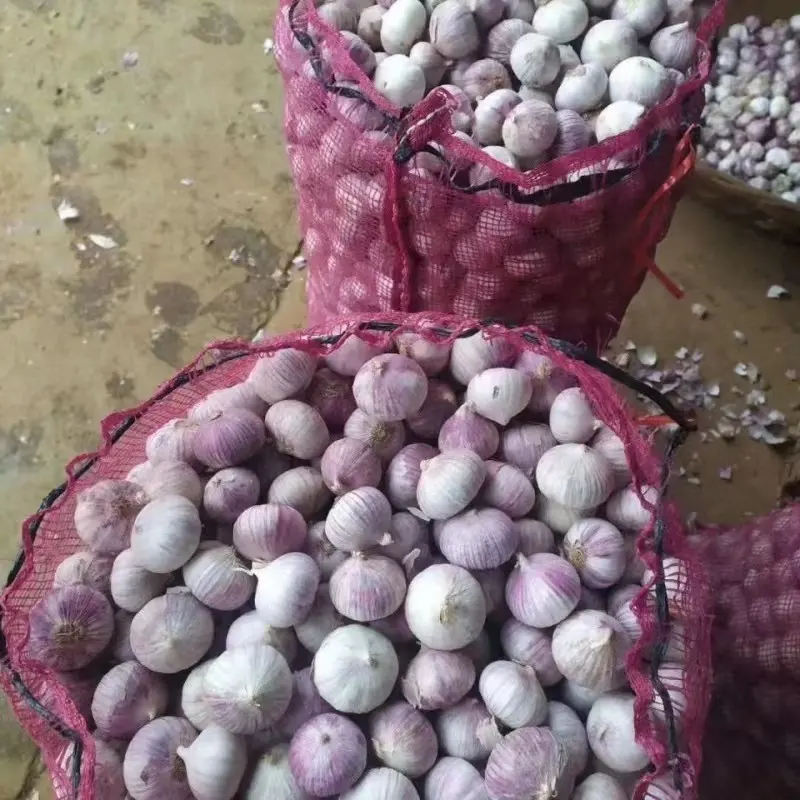 Chinesischer frischer weißer Knoblauch Knoblauch Preisent wicklung und Liste