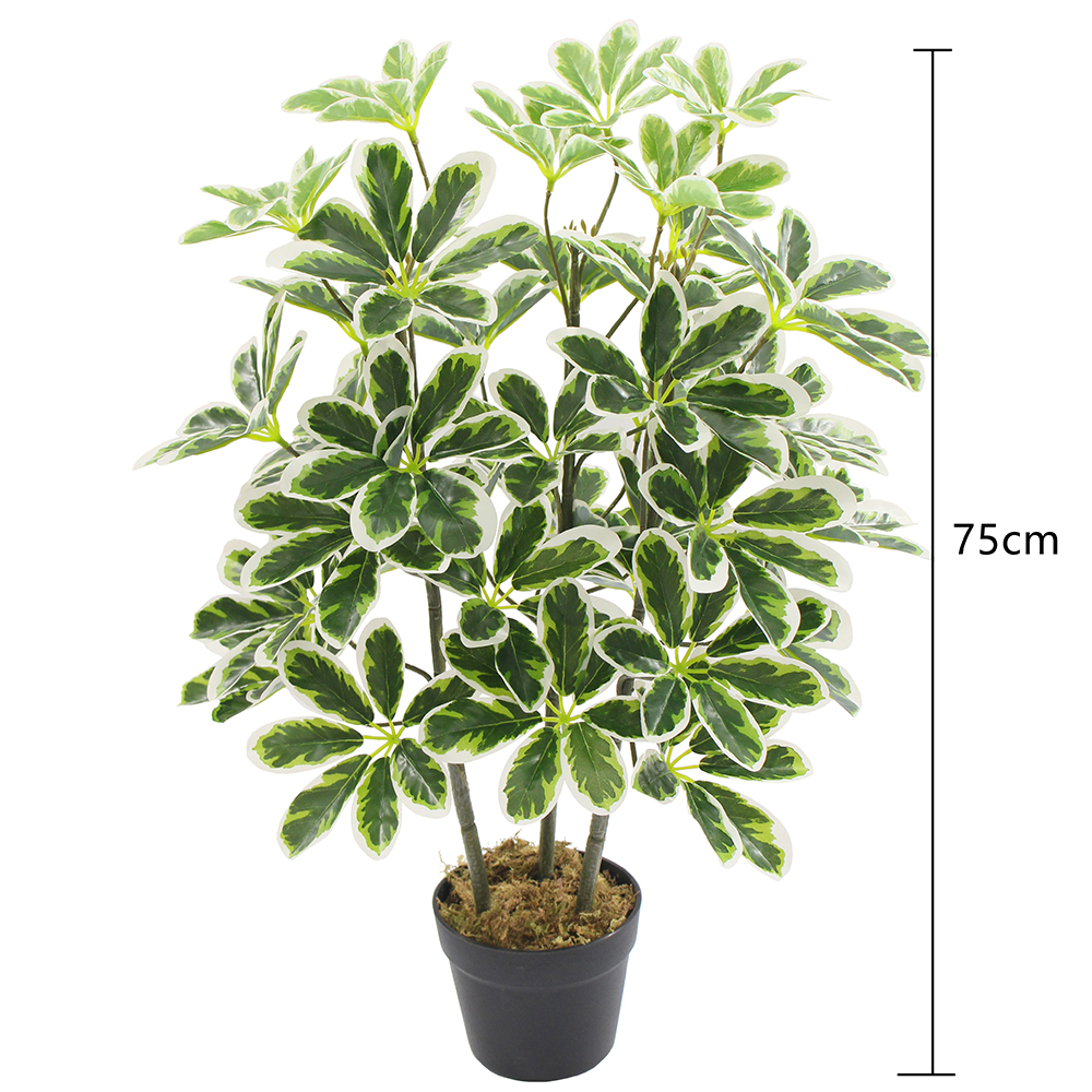 75cm