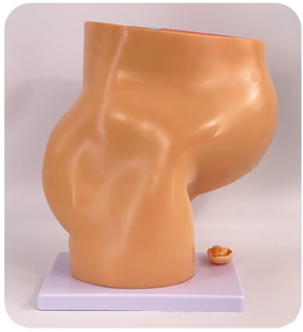 โมเดลกายวิภาคของมดลูก PVC สำหรับทารกในครรภ์ขนาด9เดือน - Product Image 2