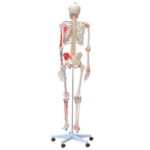 Mecan tıbbi % Model beyin İnsan eğitim bilimleri anatomisi modelleri sinirlerle çıkarılabilir iskelet modeli - Product Image 2