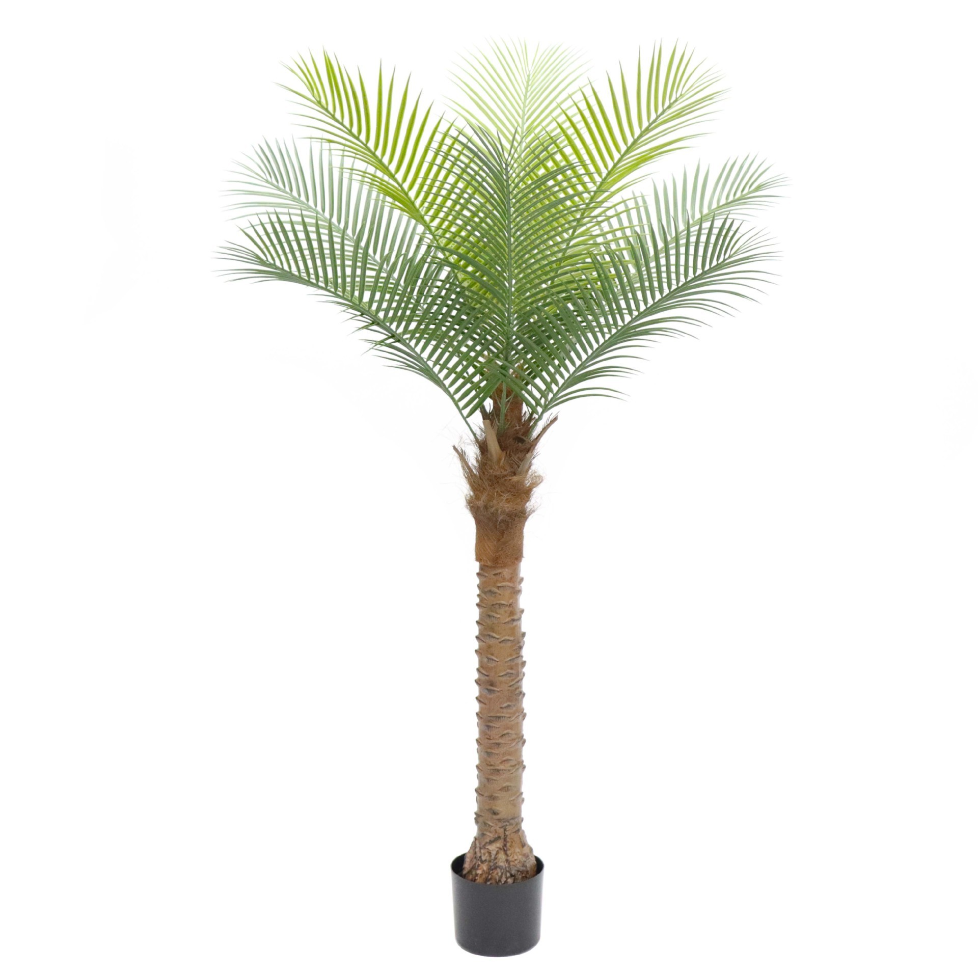cocotier 160 cm