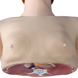 ADA <strong>Basic</strong> CPR Training Model (Half Body) and Half Body CPR Training Model (Male) with Half Body CPR Training Model (Female) - Product Image 3