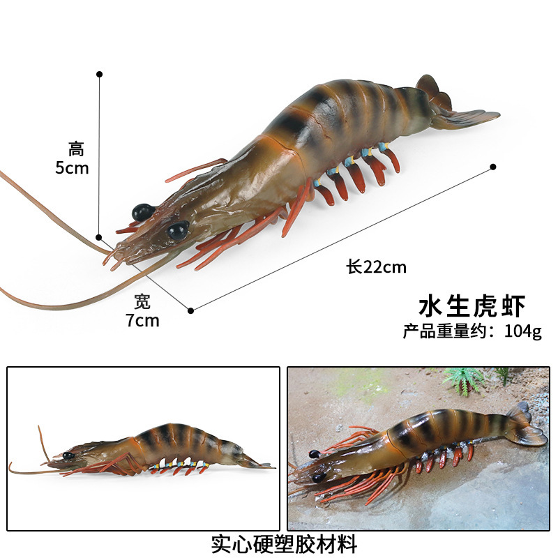 Gamberetti tigre acquatici colorati M-2597