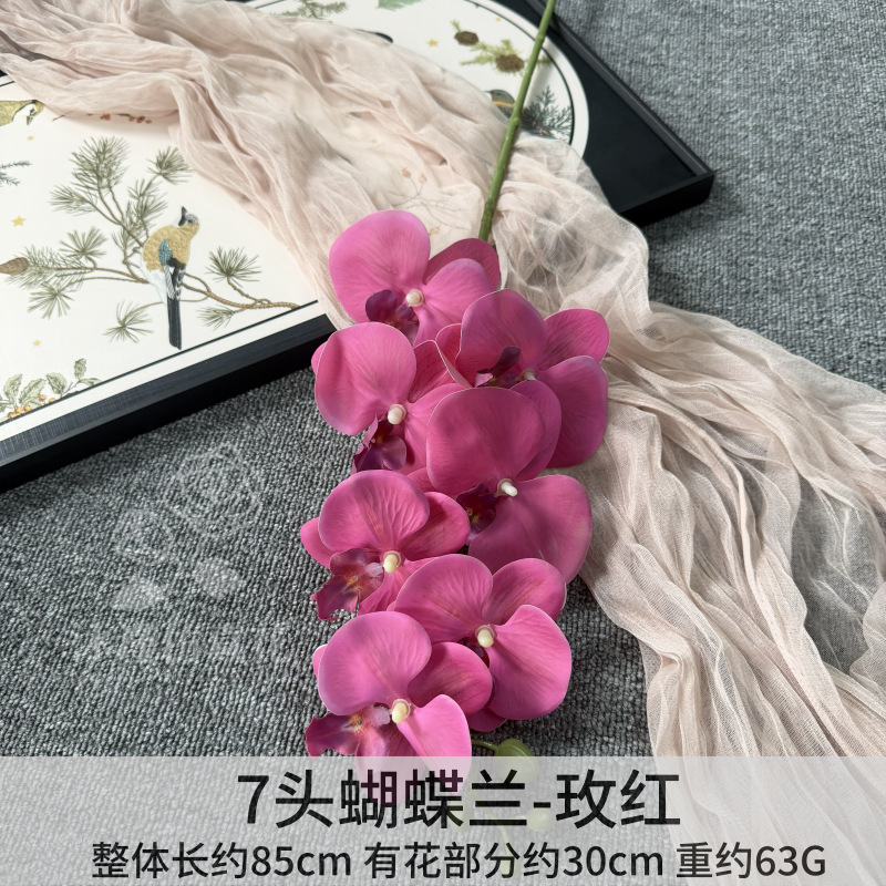 7 cabezas de phalaenopsis