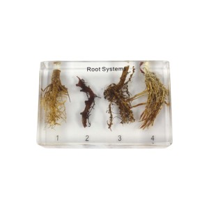Teaching Model <strong>of</strong> Root <strong>System</strong> Educational Resin <strong>Embedded</strong> Specimen Root - Product Image 1