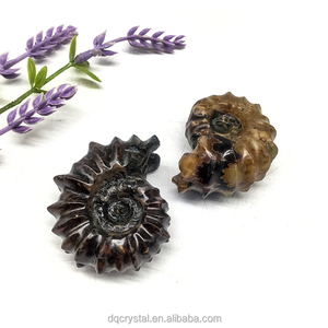 Venta al por mayor de caracolas de amonita natural, colección de fósiles, espécimen fósil de caracola en bruto natural de Madagascar colorido para Decoración - Product Image 4
