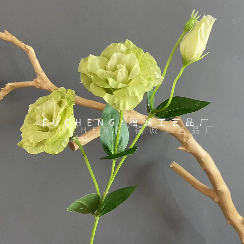 Eustoma grandiflorum