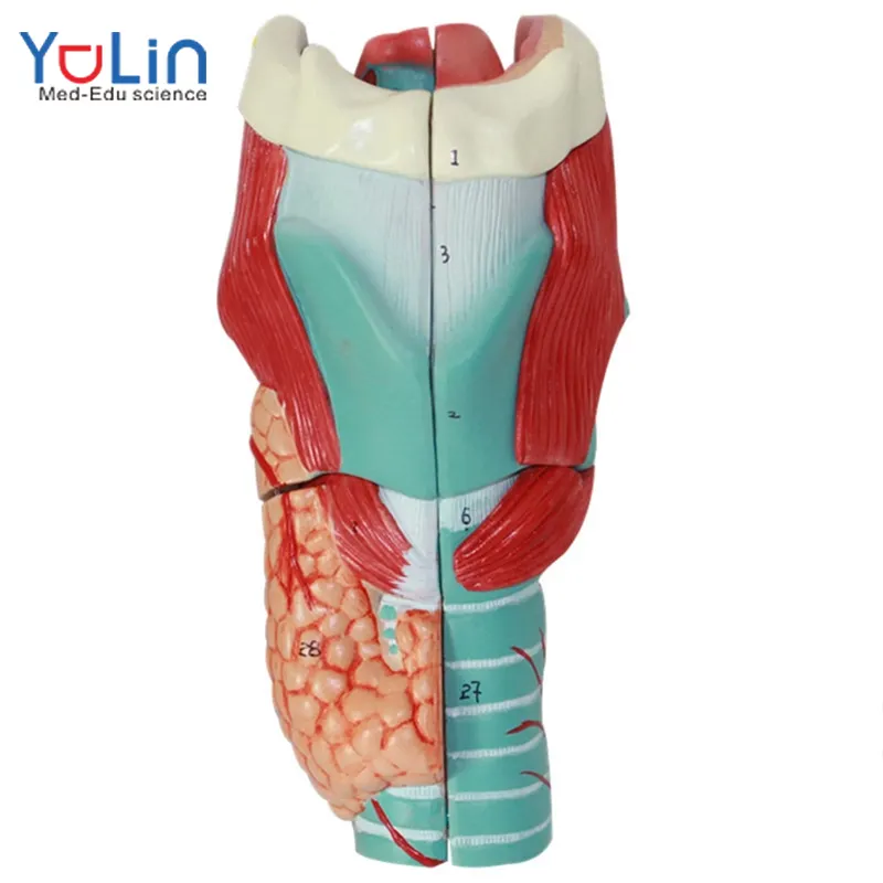 Modello anatomico modello di gola umana diretta in fabbrica di insegnamento medico con marchio digitale 5 parti