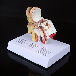 İnsan kulak anatomisi modeli yaşam boyu kulak yapısı işitsel öğrenme öğretimi için İngilizce etiketli eğitim öğretim aracı - Product Image 5