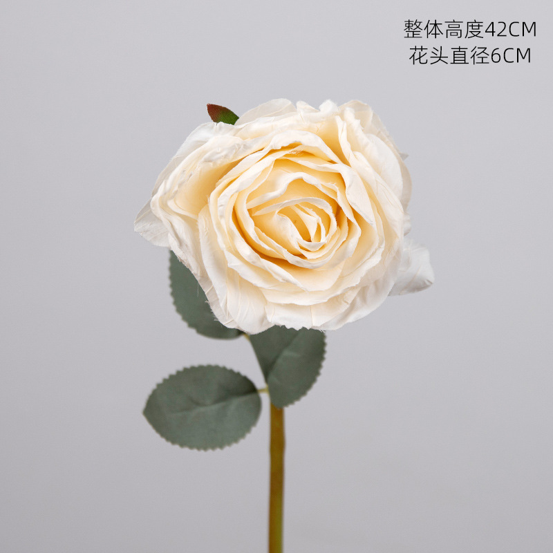 Roses à bords blancs