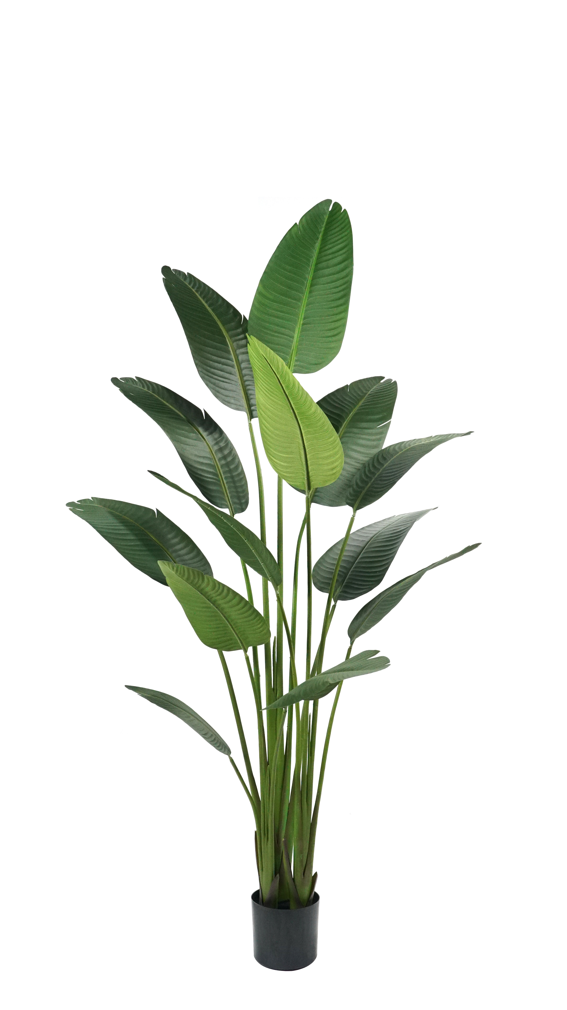Monstera