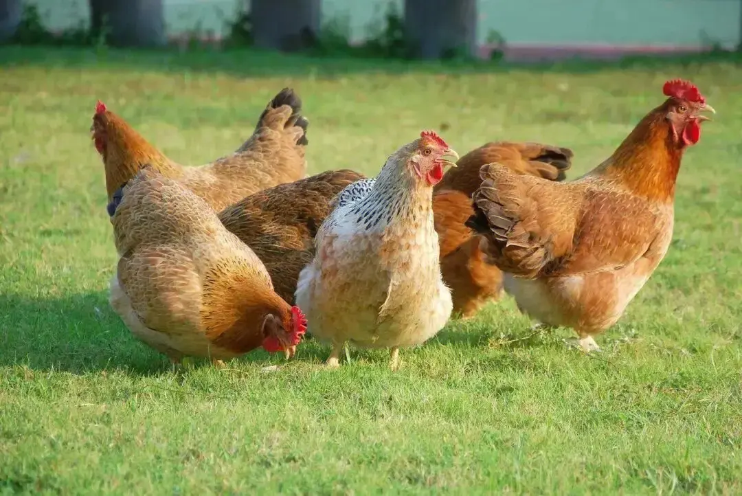 産卵鶏の飼料栄養は卵生産パフォーマンスを改善します産卵鶏の微量栄養素プレミックスフィード