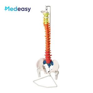 ขนาดชีวิตมนุษย์Vertebral Columnรุ่นPelvis,พลาสติกสีกระดูกสันหลังAnatomicรุ่น - Product Image 2