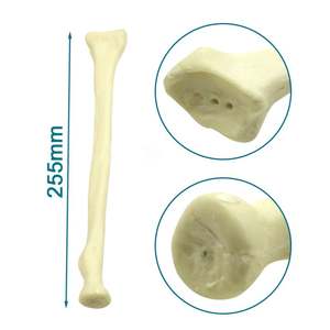 Ortopedik cerrahi eğitimi iç<span class=keywords><strong>in</strong></span> 3-6mm yaşam boyu yarıçaplı değişken kanal çapına sahip KyrenMed katı köpük yarıçapı - Product Image 3