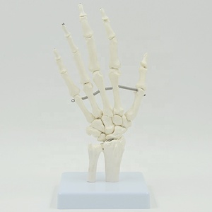 <strong>Human</strong> Bone Model Hand Bone Foot Bone Model Hospital Medical Educational Model - Product Image 1